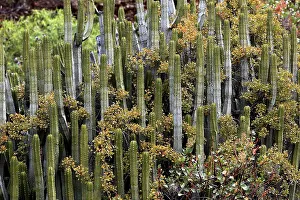Landscape in the area of Las Cuevas de Aqua