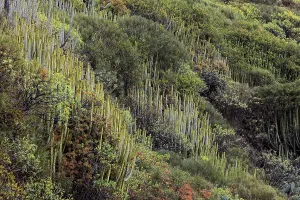 Landscape in the area of Las Cuevas de Aqua