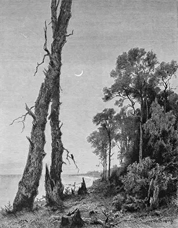 Landscape at the Baltic Sea near Zelenogradsk or Kranz