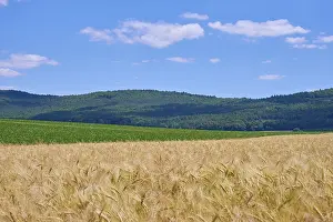 Landscape with barley field in summer