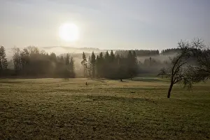 Landscape in the Black Forest in foggy backlight with meadow