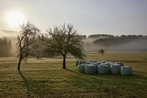 Landscape in the Black Forest in foggy backlight with meadow