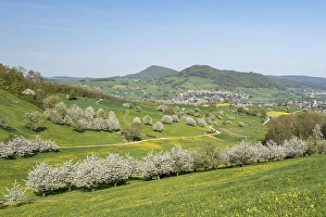 Landscape with blossoming cherry trees (Prunus avium) in meadow