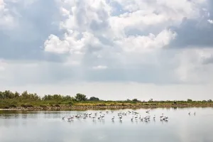 Landscape in the Camargue, South of France