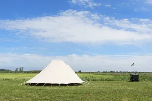 Landscape Camping with tent in meadows with cows
