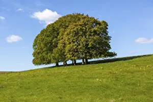 Landscape with copse of common beech trees blue sky on grassy green slope