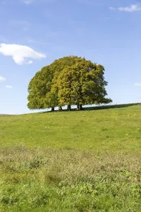 Landscape with copse of common beech trees blue sky on grassy green slope