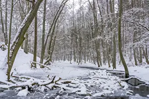 Landscape covered by snow with fallen trees on the Briese river in the forest in winter