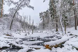 Landscape covered by snow with fallen trees on the Briese river in the forest in winter