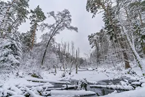 Landscape covered by snow with fallen trees on the Briese river in the forest in winter