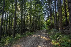 Landscape with dirt road in summer pine forest