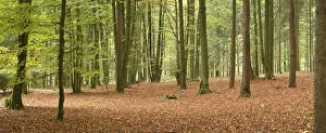 Landscape of a European beech or common beech (Fagus sylvatica) forest in autumn