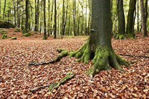 Landscape of a European beech or common beech (Fagus sylvatica) forest in autumn