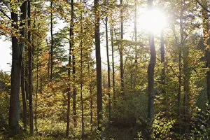 Landscape of a European beech or common beech (Fagus sylvatica) forest in autumn in the bavarian forest