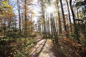 Landscape of a European beech or common beech (Fagus sylvatica) forest in autumn in the bavarian forest