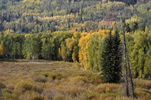 Landscape in fall, Utah, USA