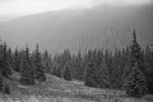 Landscape with fog in mountains and rows of trees