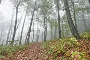 Landscape of a foggy forest with European beech (Fagus sylvatica) in autumn