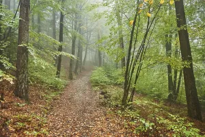 Landscape of a foggy forest with European beech (Fagus sylvatica) in autumn