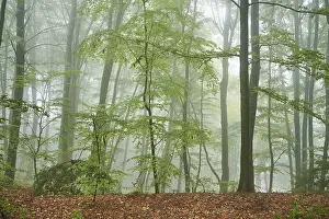 Landscape of a foggy forest with European beech (Fagus sylvatica) in autumn