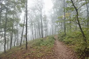 Landscape of a foggy forest with European beech (Fagus sylvatica) in autumn
