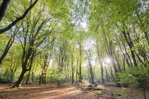 Landscape forest with leaf trees and many foliage