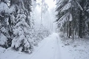 Landscape of a forest with Norway Spruces (Picea abies) in winter