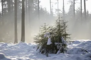 Landscape of a forest with Norway Spruces (Picea abies) in winter at snow melt