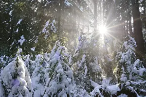 Landscape of a forest with Norway Spruces (Picea abies) in winter at snow melt