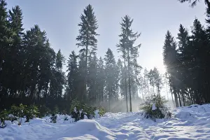 Landscape of a forest with Norway Spruces (Picea abies) in winter at snow melt