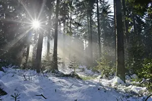 Landscape of a forest with Norway Spruces (Picea abies) in winter at snow melt