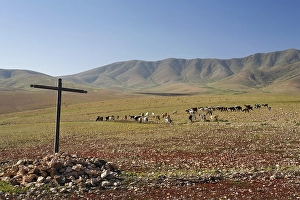 Landscape with goats near Tuineje