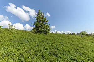 Landscape of the High Vosges near the riverbank road in spring
