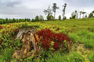 Landscape on the Kahler Asten, mountain
