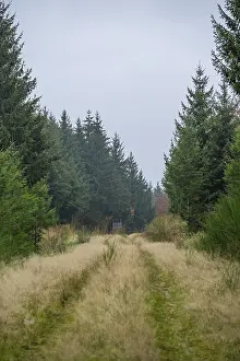 Landscape of a little trail going between a forest