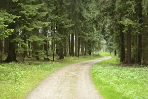 Landscape of a little trail going through a Norway spruce (Picea abies) forest in spring