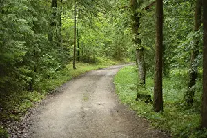 Category Forests Prints: Landscape of a little way in a mixed forest in summer