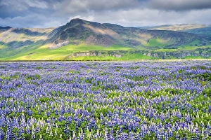Category Mountain Landscapes Prints: Landscape with lupin (Lupinus nootkatensis) field