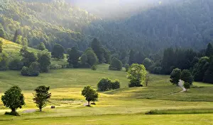Landscape with meadows, trees and forest in the evening light near Menzenschwand