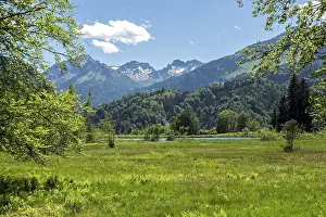 Landscape at moor pond, mountains of the Allgau Alps behind