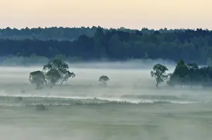 Landscape in morning mist, Biebrza National Park