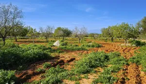 Landscape and nature in February, Majorca, Spain