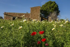 Landscape and nature in February, Majorca, Spain