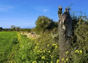 Landscape and nature in February, Majorca, Spain