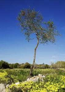 Landscape and nature in February, Majorca, Spain