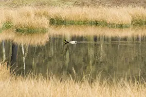 Landscape with nature fen and wild duck in Dutch forest