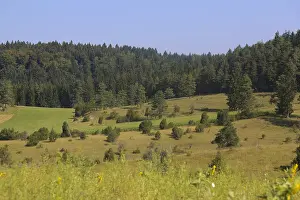 Landscape, nature, trees, meadow