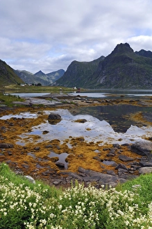 Category Mountain Landscapes Prints: Landscape near Austvagoy, Lofoten