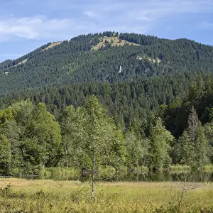 Landscape near Suttensee, wetland