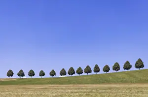 Landscape near Waldenbuch. Tree avenue with blue sky in summer
